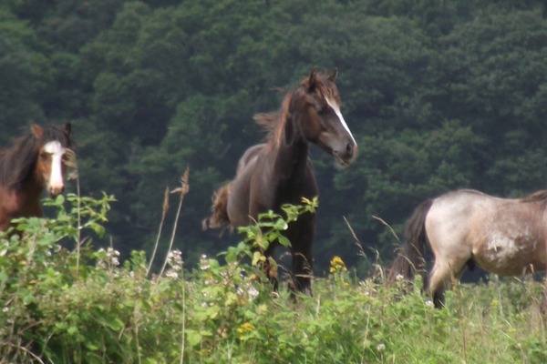 conwy-sensory-walk-slide-1