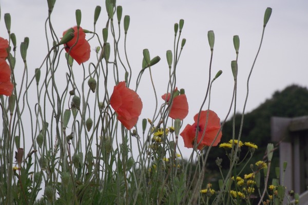 conwy-sensory-walk-slide-2