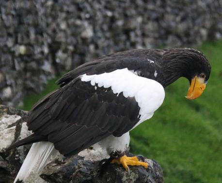 hawk-experience-logo