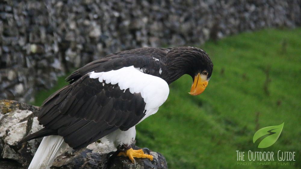 hawk-experience-slide-3