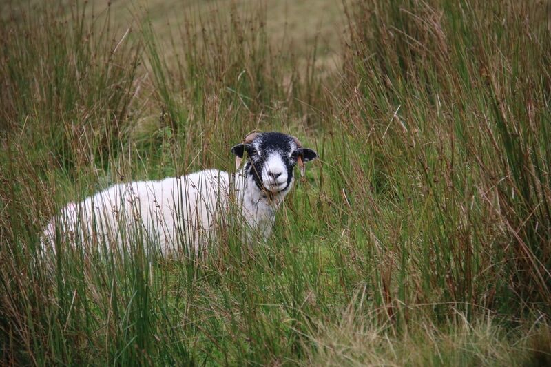 blog-Pen-Y-Ghent-pic-15