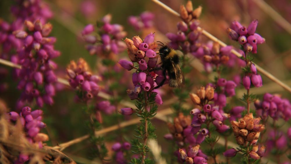 Exmoor-NP-Walk-slide-6 Holnicote