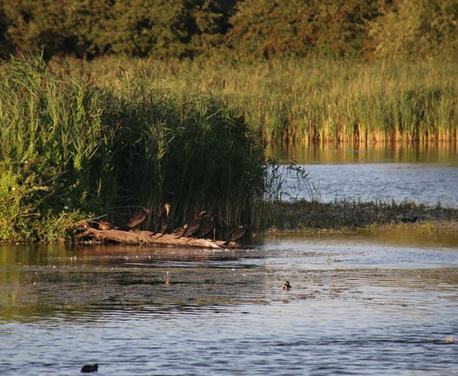 The best walking routes in East Anglia, exploring the beaches, woodlands, rivers, towns, cities and unique countryside that make it such a special place to visit.