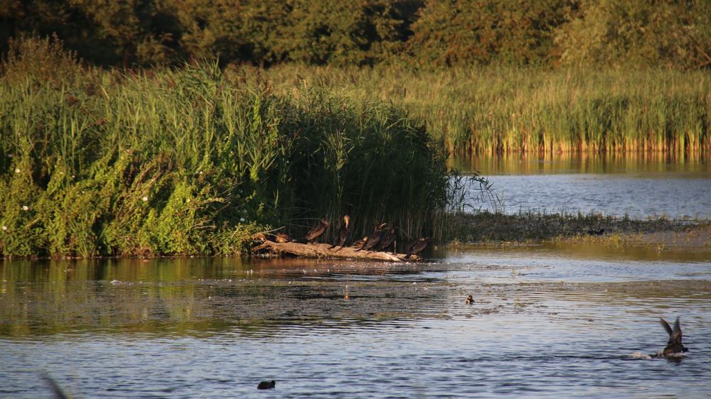 nt-wicken-fen-walk-slide-3 Wicken Fen