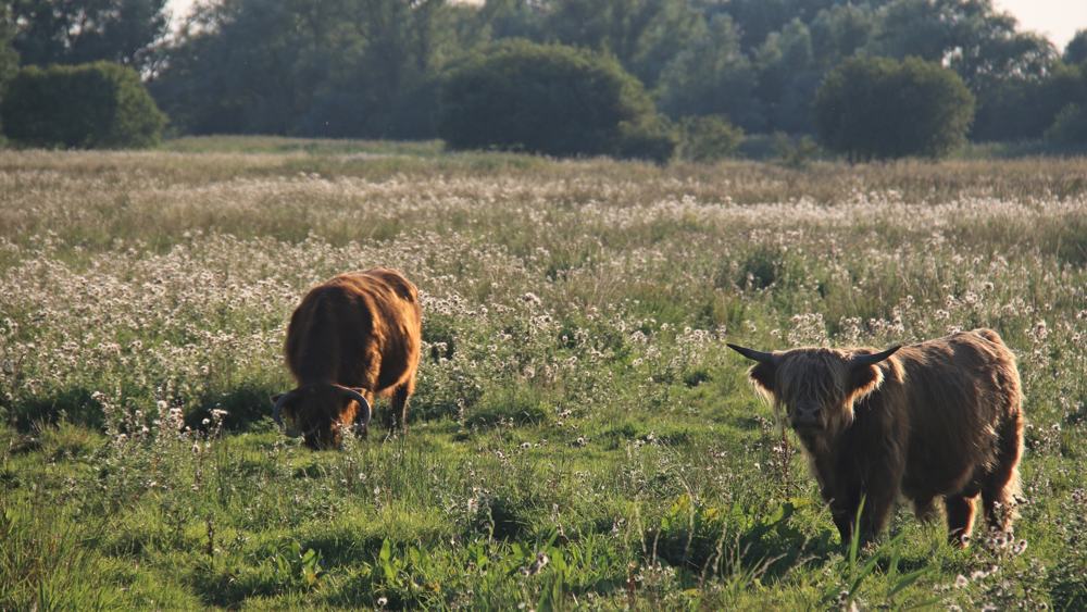 nt-wicken-fen-walk-slide-4 Wicken Fen