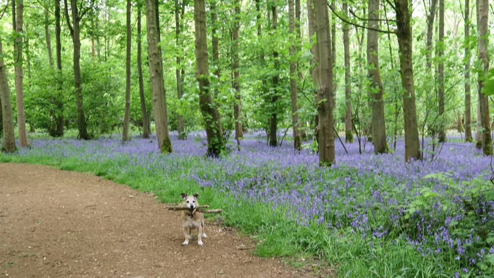 nt-blickling-slide-2 Blickling Estate