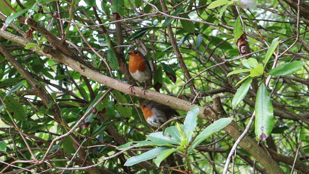 nt-blickling-slide-6 Blickling Estate