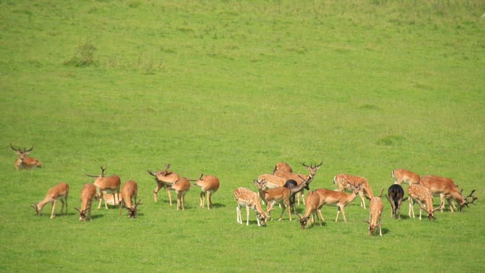 nt-dinefwr-slide-3 Dinefwr