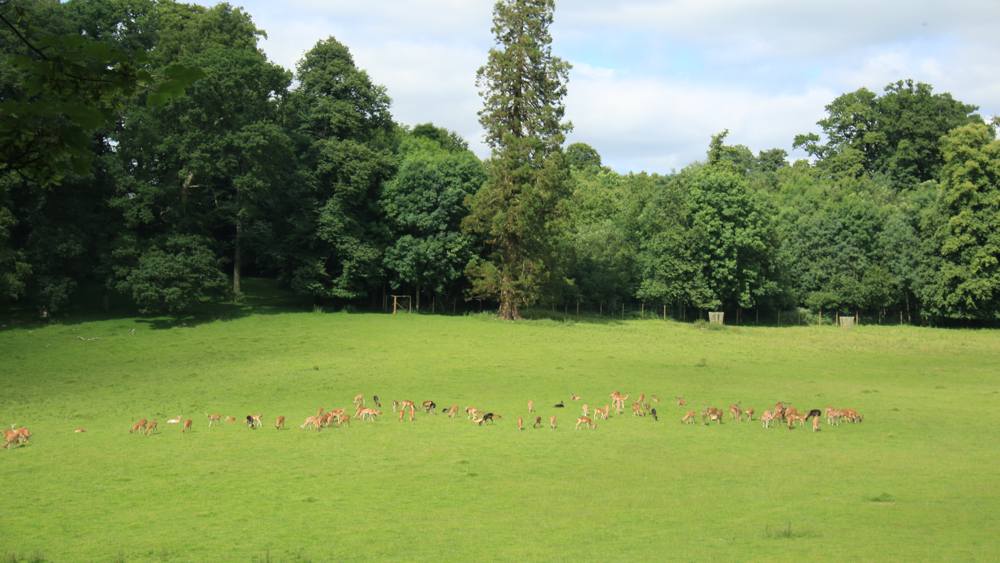 nt-dinefwr-slide-4 Dinefwr