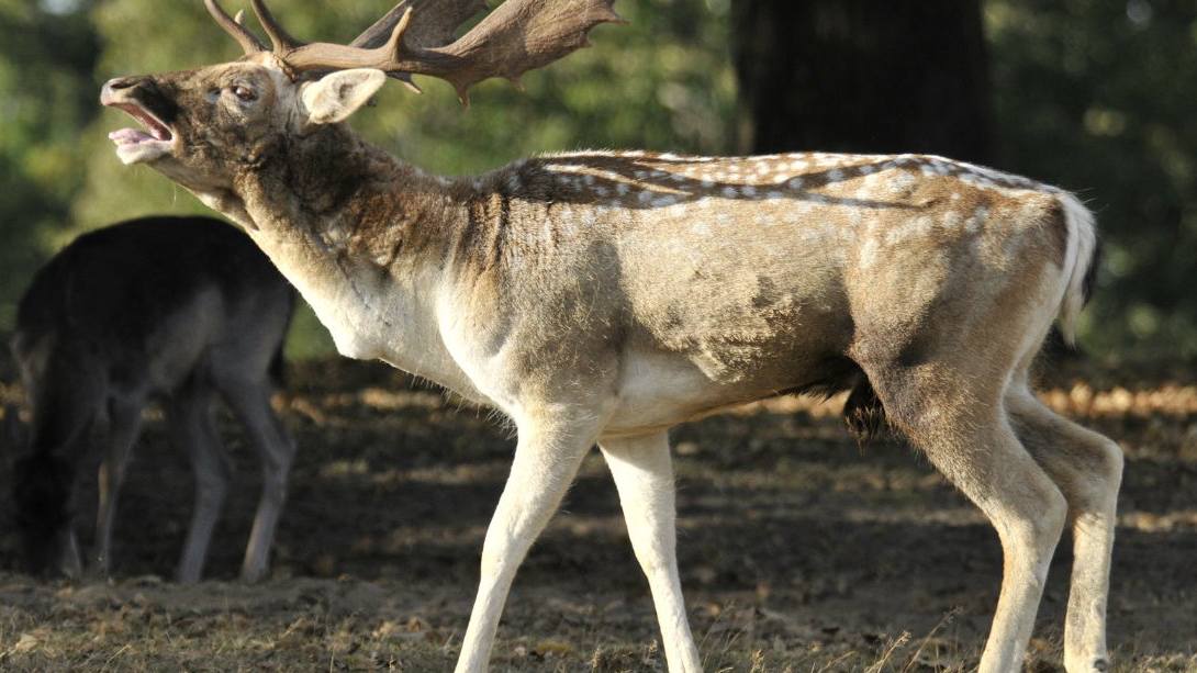 nt-knole-slide-1 Knole