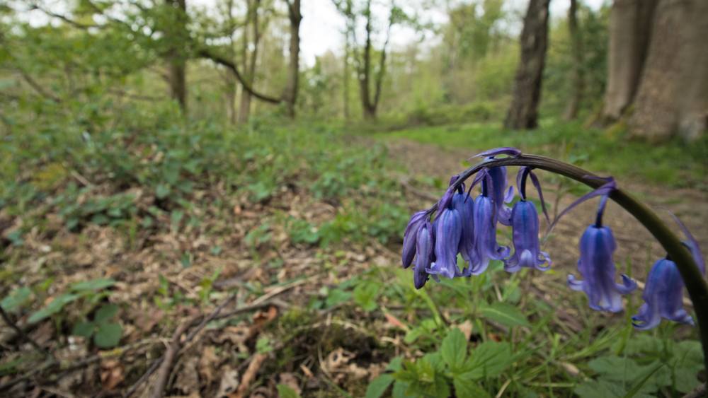 nt-longshaw-slide-4 Longshaw Estate