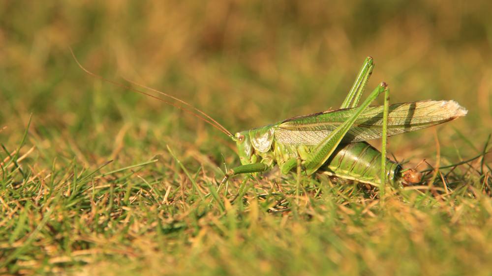 nt-stackpole-slide-7 Stackpole