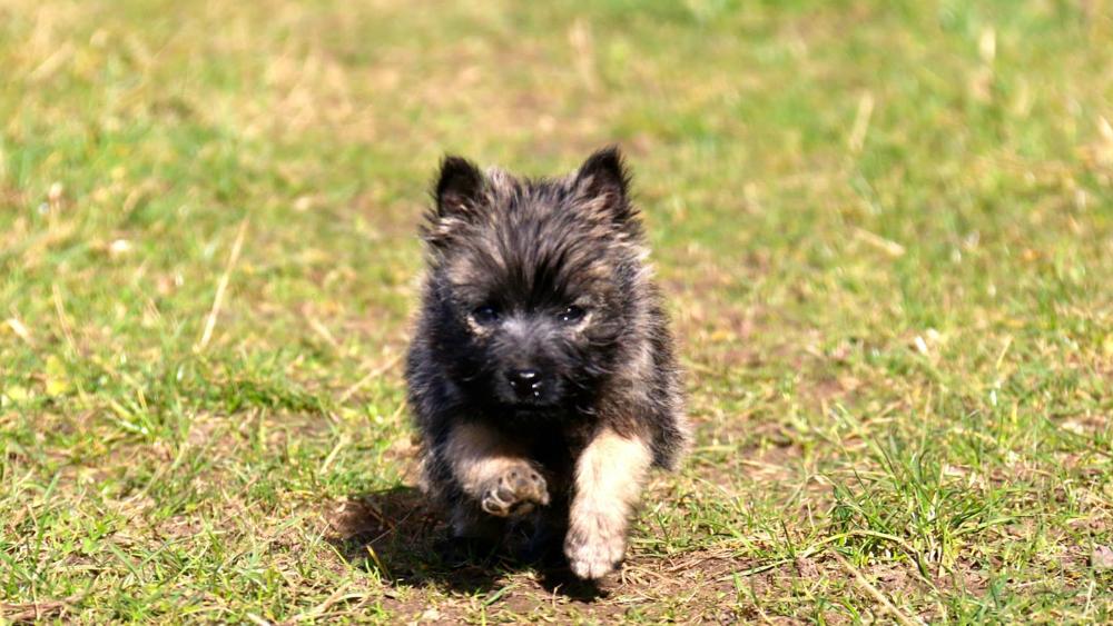 tog-blog-rspca-dog-slide-10