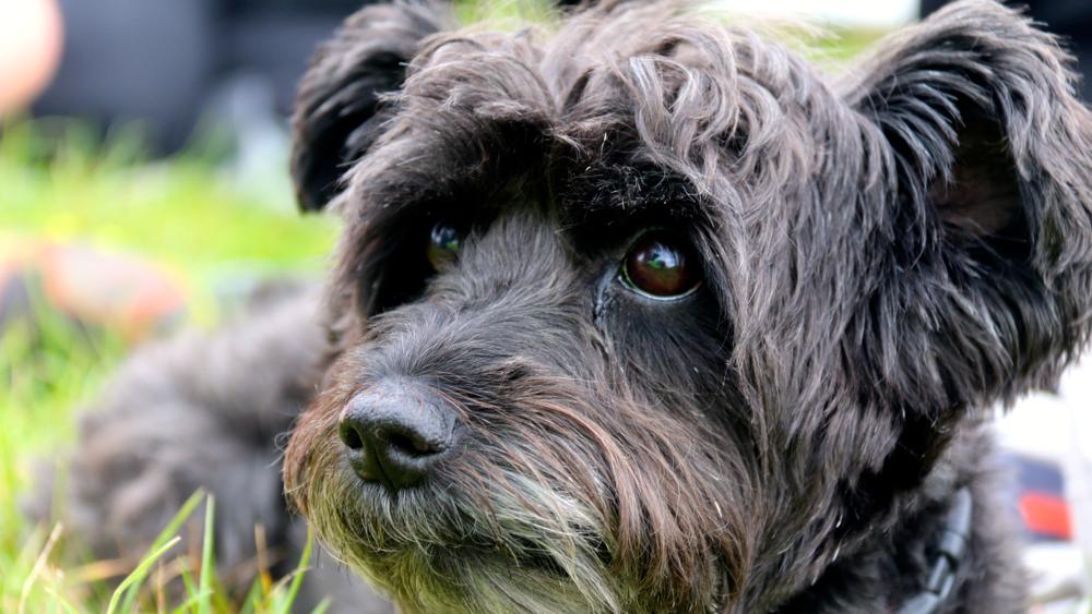 tog-blog-rspca-dog-slide-2