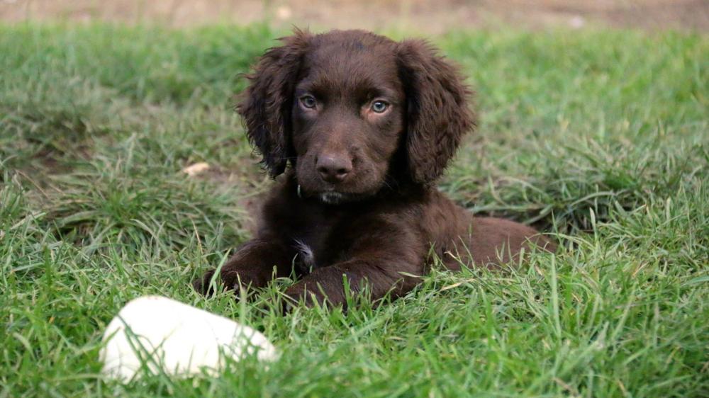 tog-blog-rspca-dog-slide-4