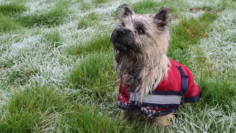 tog-blog-rspca-dog-slide-5