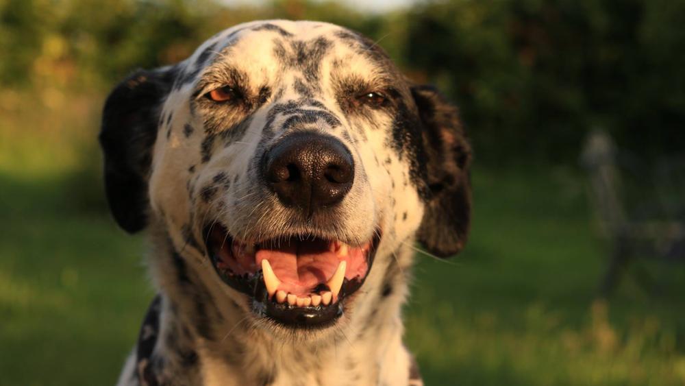 tog-blog-rspca-dog-slide-6