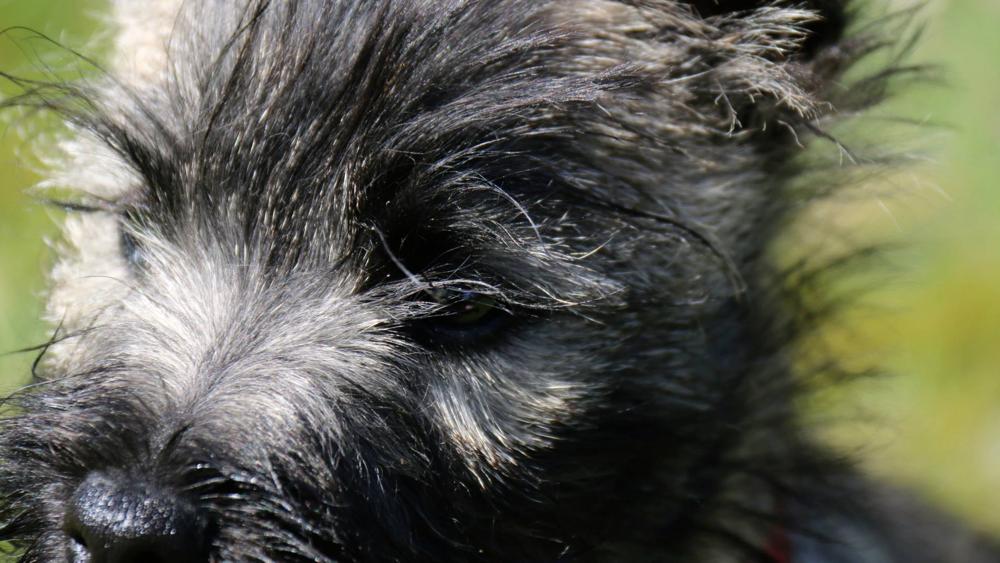 tog-blog-rspca-dog-slide-7