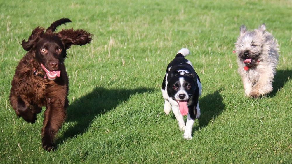 tog-blog-rspca-dog-slide-8