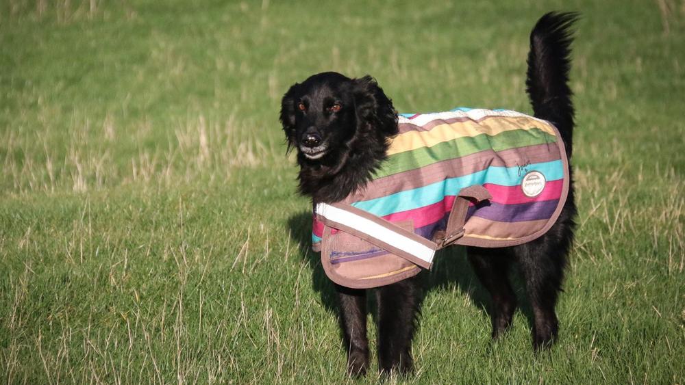 tog-blog-rspca-dog-slide-9