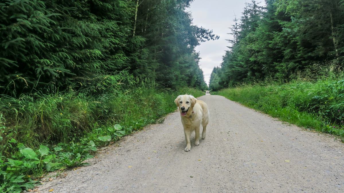 RSPCA Walking With Your Dog Pic RSPCA Walking With Your Dog