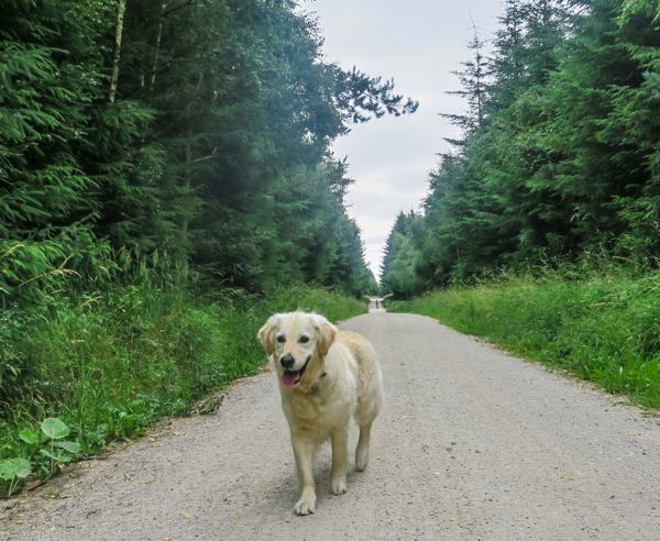 RSPCA Walking With Your Dog