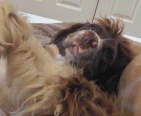 There are two types of dog people in my experience. Those who hear their dog’s voices, and those who lie …