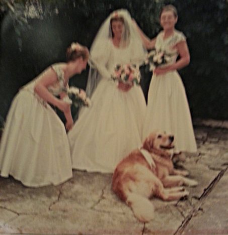 Gone-to-the-Dogs-pic-2