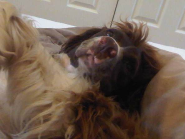 Gone-to-the-Dogs-pic-3