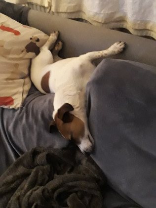 Gone-to-the-Dogs-pic-4