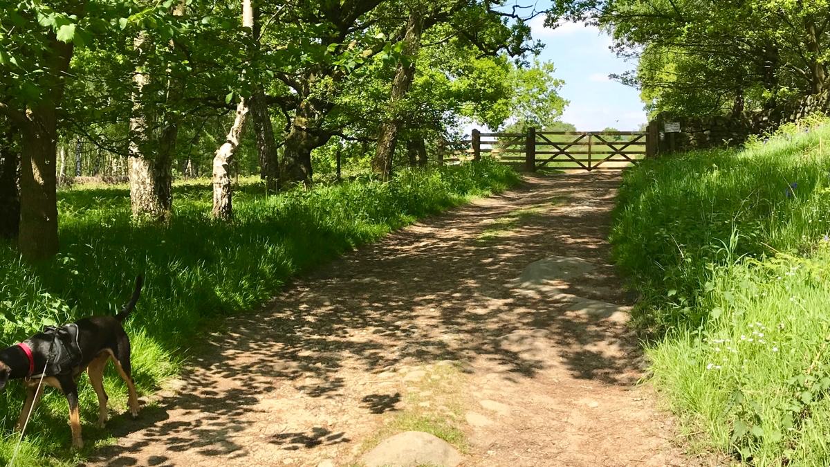 Hathersage_Dog_Walk_12