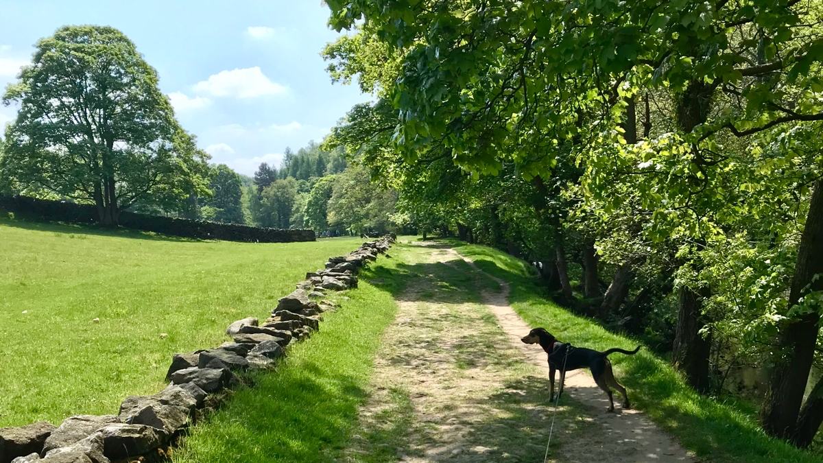 Hathersage_Dog_Walk_4
