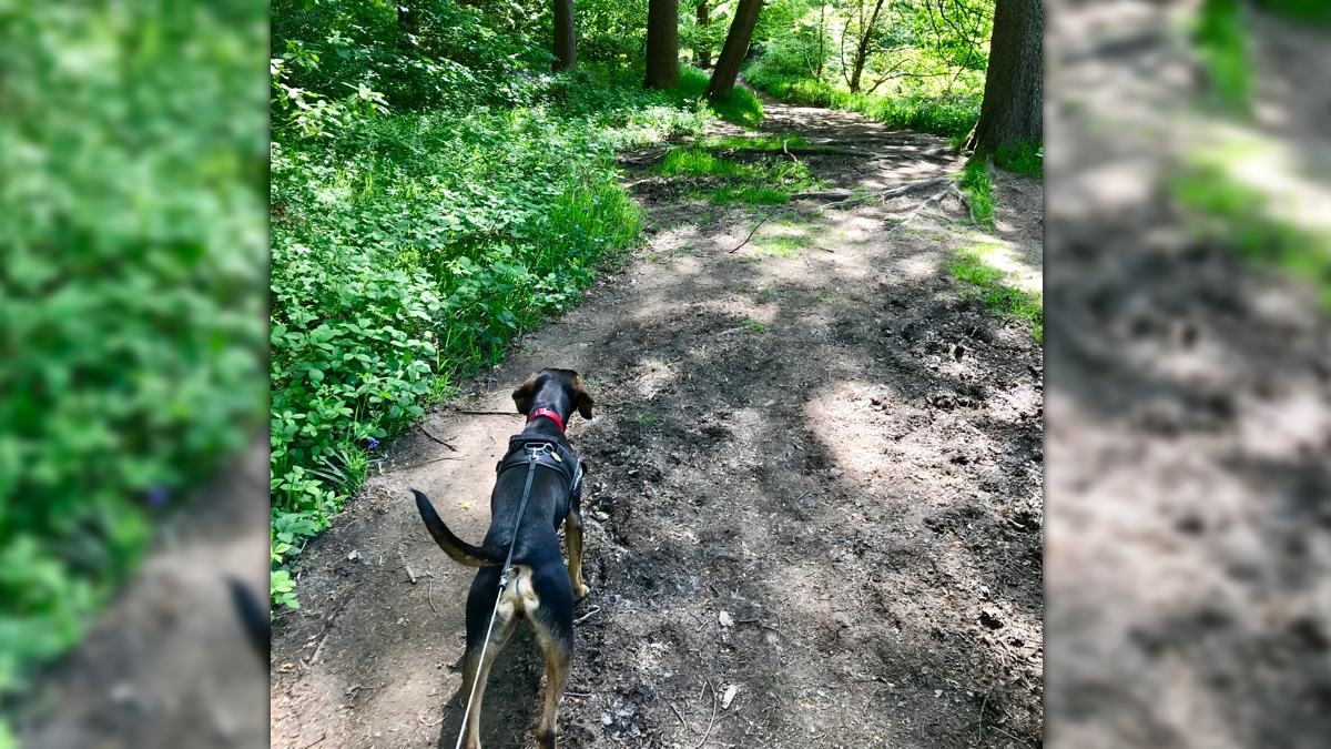 Hathersage_Dog_Walk_6