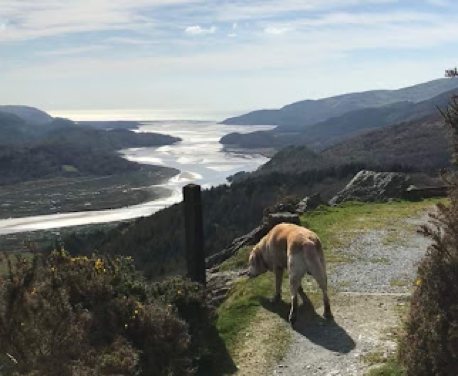 Madog Dog Walks Group is a social dog-walking group which aims to provide regular dog ...