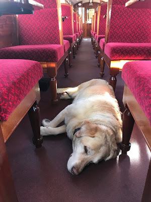 Madog Dog Walks Group-pic-10