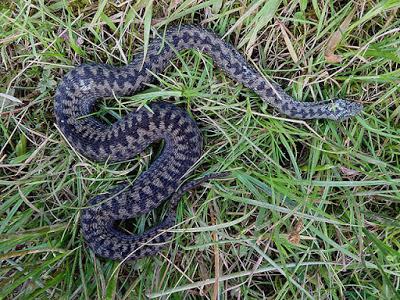 Madog Dog Walks Group-pic-11