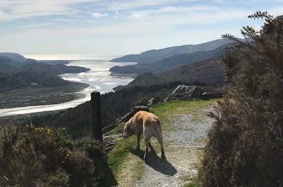 Madog Dog Walks Group-pic-2