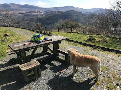 Madog Dog Walks Group-pic-3