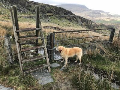 Madog Dog Walks Group-pic-4