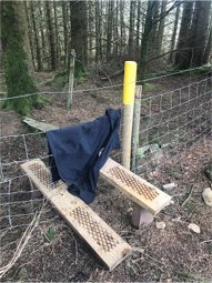 Madog Dog Walks Group-pic-5-B