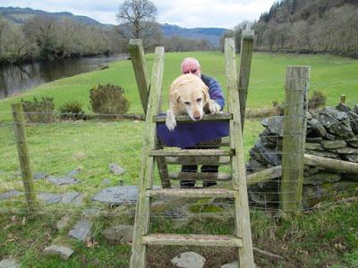 Madog Dog Walks Group-pic-5