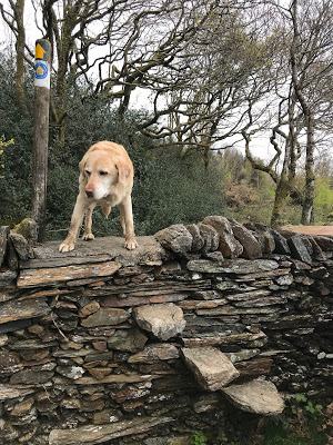 Madog Dog Walks Group-pic-6