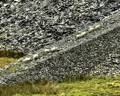 Madog Dog Walks Group-pic-7