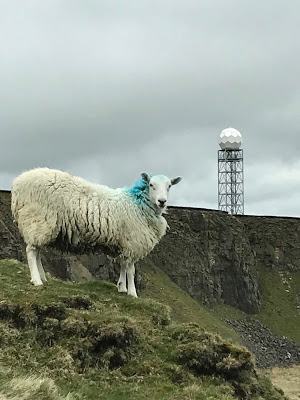 Madog Dog Walks Group-pic-8