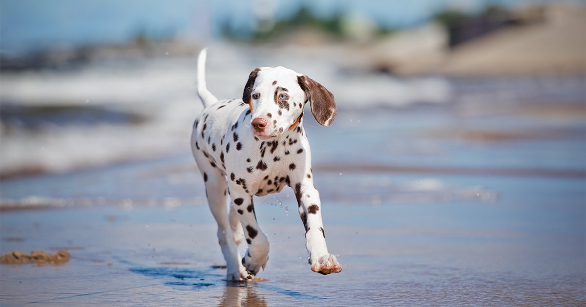 PDSA-Advice-of-Dangers-pic-1