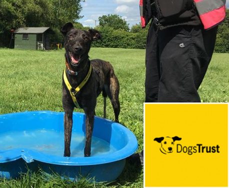 Dogs heat up quickly and cool down very differently to humans. They are covered in fur and do not sweat in the same way as we do ...