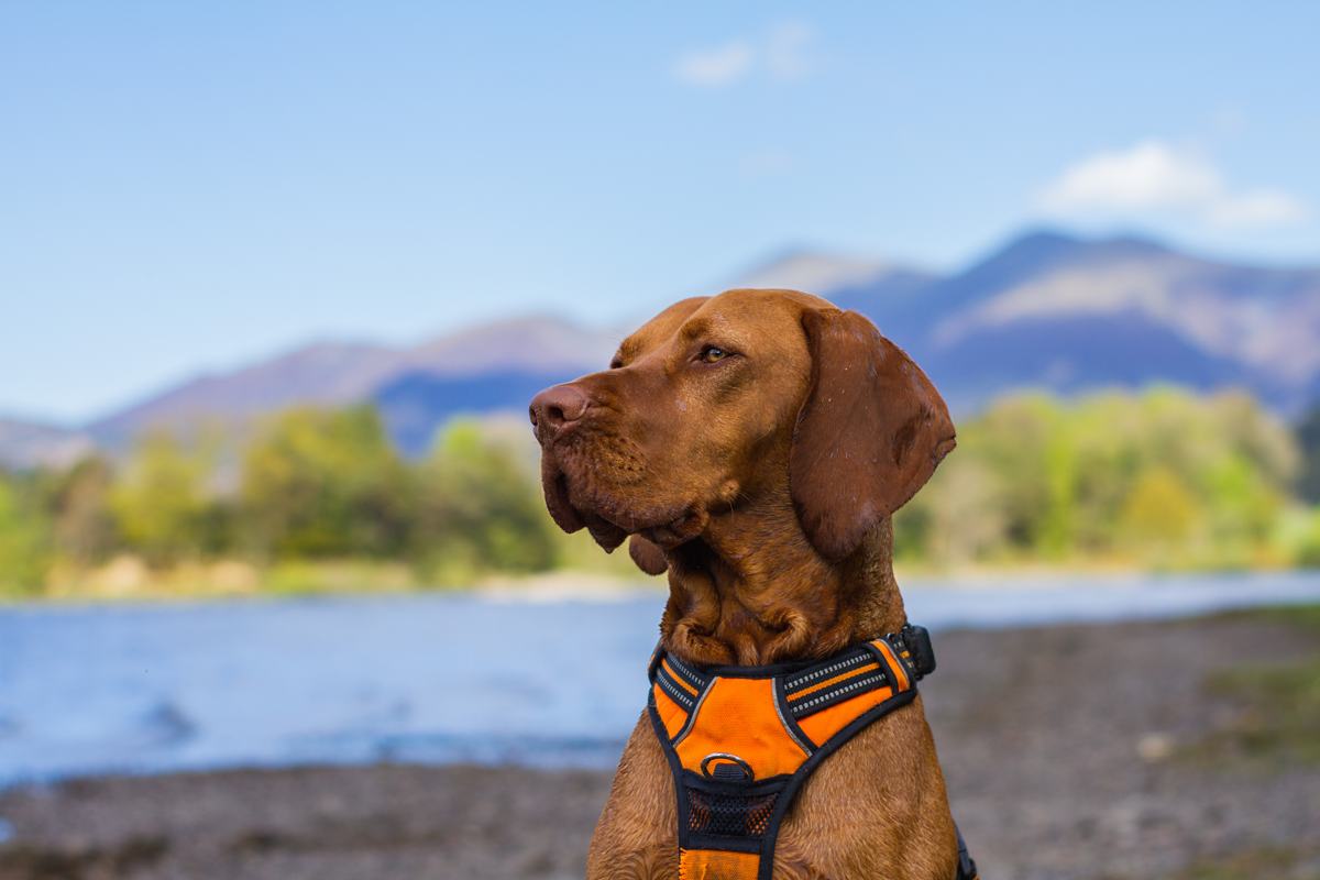 Three-Peak-Pooch-IMAGE-1-lakes-pepper