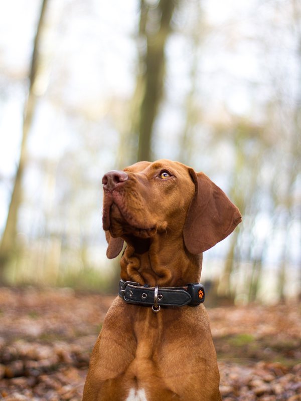 Three-Peak-Pooch-IMAGE-4-wales-6