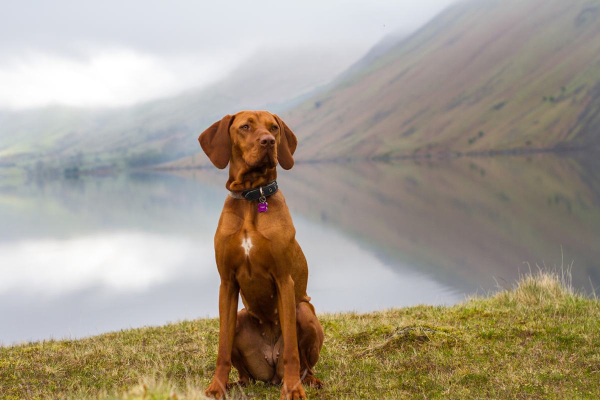 Three-Peak-Pooch-scafell-pike-1