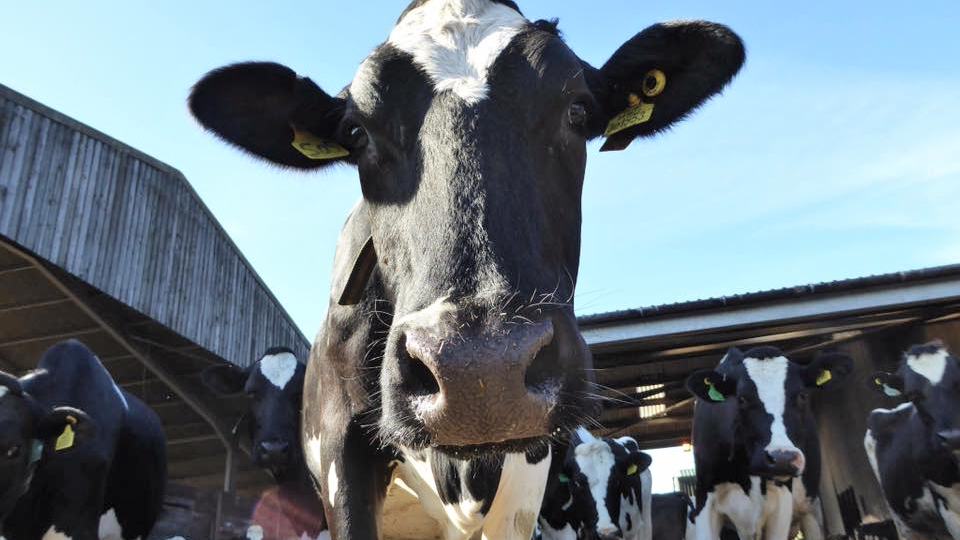 Weston-Dairy-Campsite-slide-4